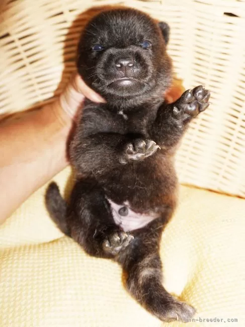 【世界にひとつ】一閑張り　赤　おめでたい　　カラフル　こま犬 でっかくなっちゃった赤い子犬 僕はクリフォード | Free Stone
