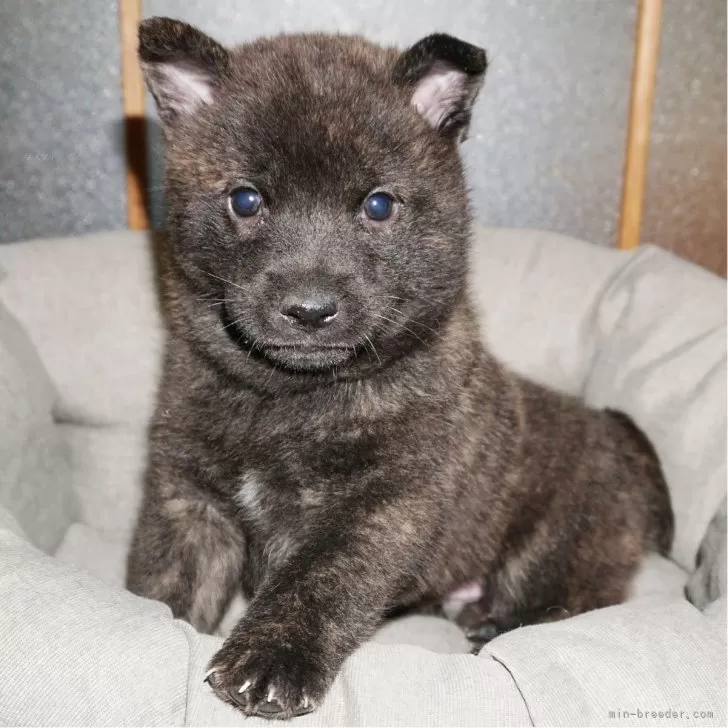 ID：2504-01583の子犬