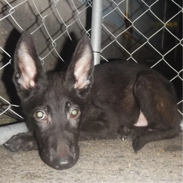 ID：2507-08861の子犬