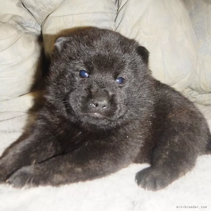 ID:2501-03022の子犬