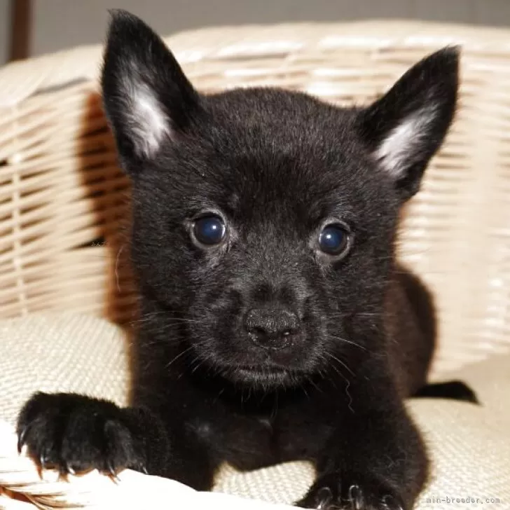 T.K 様のお迎えした子犬