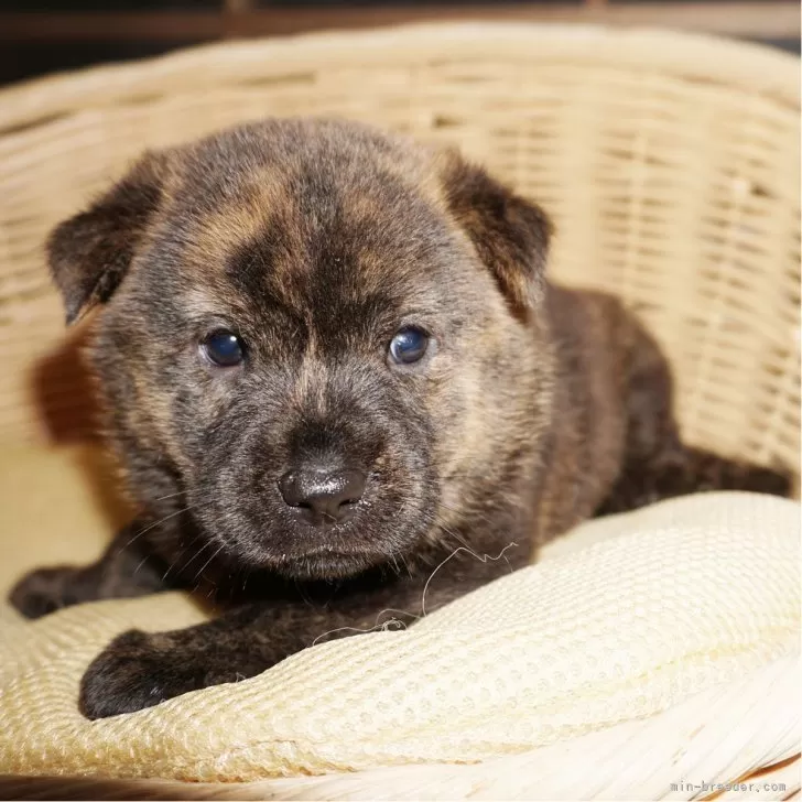 ID：2509-01111の子犬