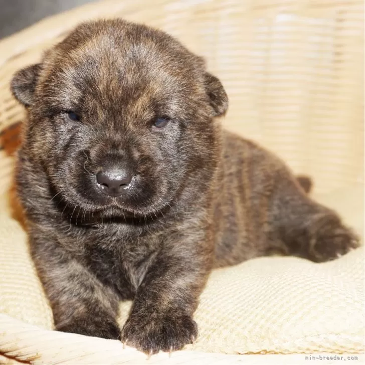 K.U 様のお迎えした子犬