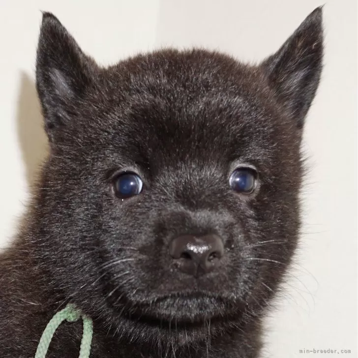 ID：2507-03080の子犬