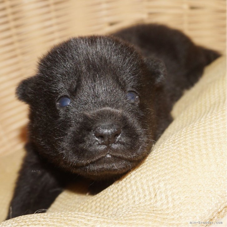 ブリーダー画像