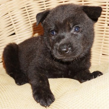 甲斐犬【鹿児島県・男の子・2025年7月4日・中虎毛】の写真「天然記念物指定の優良血統で訓練性能・運動能力抜群！」
