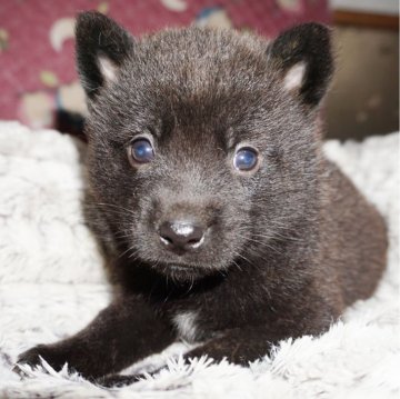 甲斐犬【鹿児島県・女の子・2025年9月13日・黒虎毛】の写真「天然記念物指定の優良血統で訓練性能・運動能力抜群！」