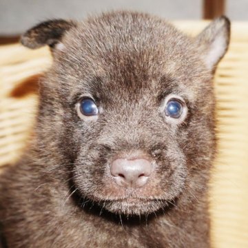 甲斐犬【鹿児島県・男の子・2025年7月13日・赤虎毛】の写真「天然記念物指定の優良血統で訓練性能・運動能力抜群！」