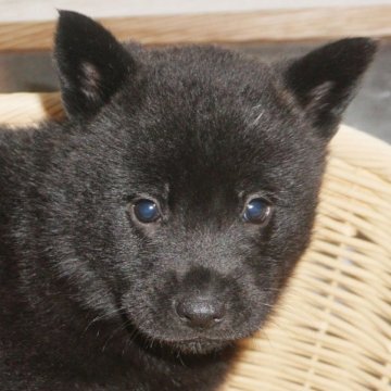 甲斐犬【鹿児島県・男の子・2025年10月15日・黒虎毛】の写真「天然記念物指定の優良血統で訓練性能・運動能力抜群！」