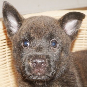 甲斐犬【鹿児島県・女の子・2025年9月1日・赤虎毛】の写真「天然記念物指定の優良血統で訓練性能・運動能力抜群！」