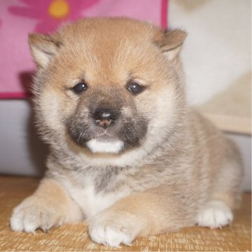 柴犬(豆柴)【鹿児島県・女の子・2025年3月3日・赤】の写真「優良血統で元気で人懐こい家庭犬向きの仔犬」