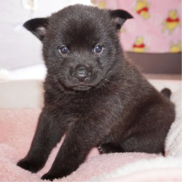 甲斐犬【鹿児島県・女の子・2025年3月3日・黒虎毛】の写真「天然記念物指定の優良血統で訓練性能・運動能力抜群！」