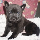 甲斐犬