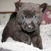 甲斐犬