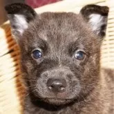甲斐犬【鹿児島県・男の子・2025年6月6日・赤虎毛】の写真1