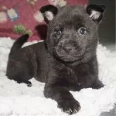 甲斐犬