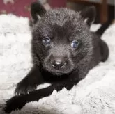 甲斐犬