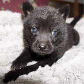 甲斐犬