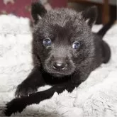 甲斐犬