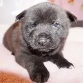 甲斐犬