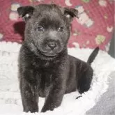 甲斐犬