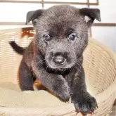 甲斐犬