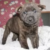 甲斐犬