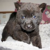 甲斐犬