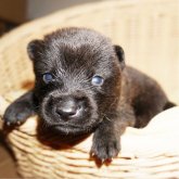 甲斐犬