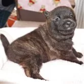 甲斐犬【鹿児島県・男の子・2025年3月3日・赤虎毛】の写真5