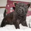 甲斐犬【鹿児島県・男の子・2025年4月13日・中虎毛】の写真6
