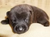 甲斐犬【鹿児島県・男の子・2025年7月13日・赤虎毛】の写真12