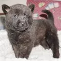甲斐犬【鹿児島県・男の子・2025年4月13日・中虎毛】の写真15
