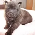 甲斐犬【鹿児島県・男の子・2025年3月3日・赤虎毛】の写真15