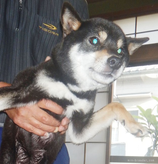 豆柴【・女の子・2021年3月4日・黒】