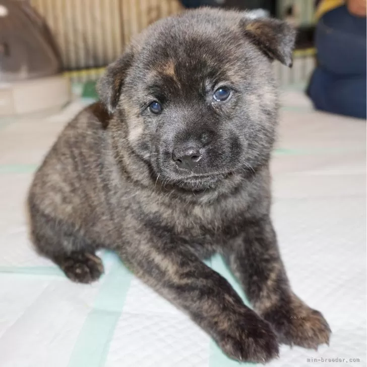 ID:2312-04913の子犬