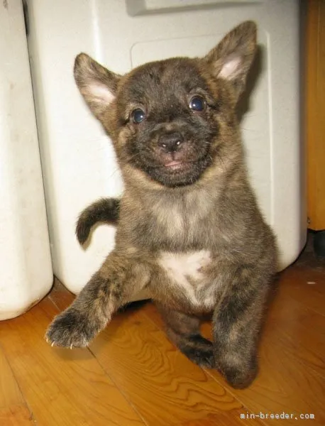 ID：1707-00030の子犬