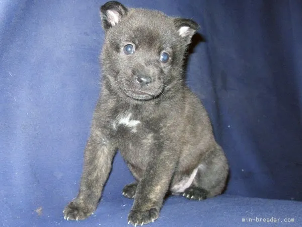ID:1510-01693の子犬