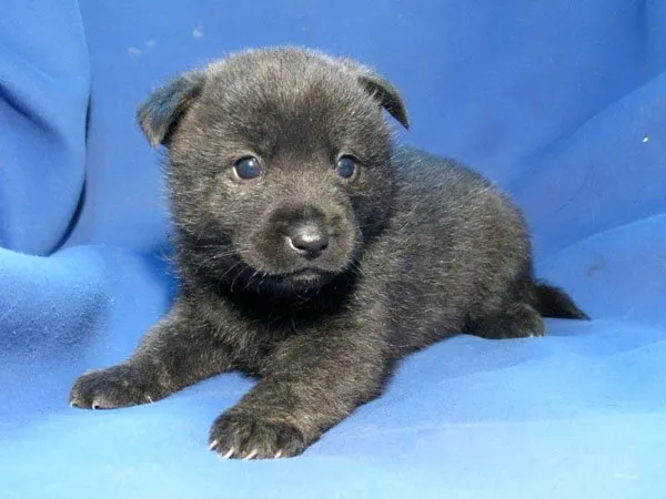 ID:1412-01242の子犬