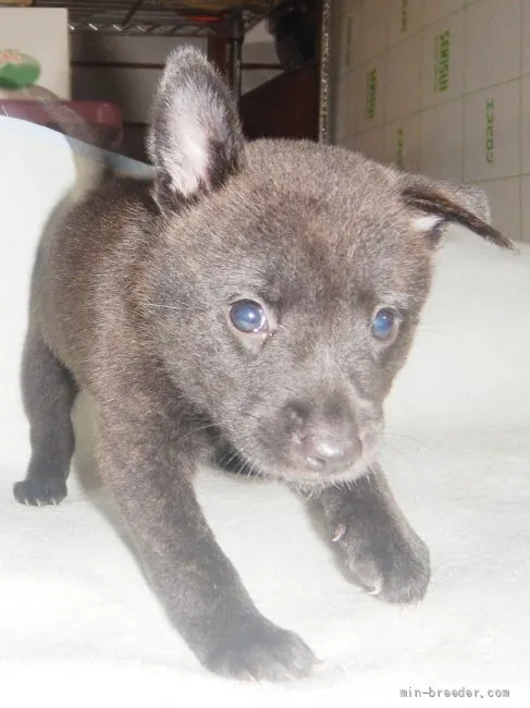 ID:2108-02615の子犬