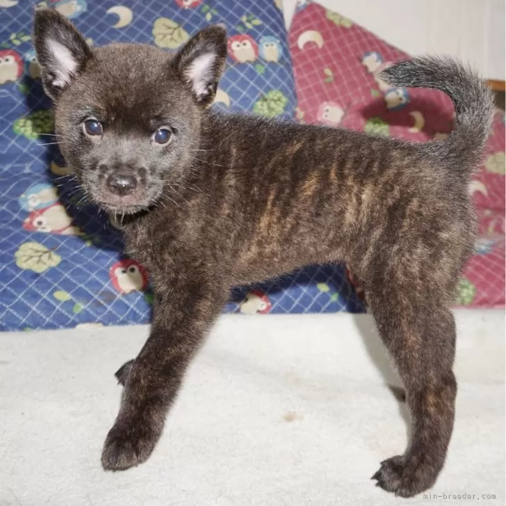 ID：2405-03269の子犬