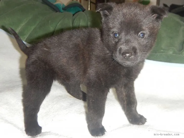 シモタケ 様のお迎えした子犬