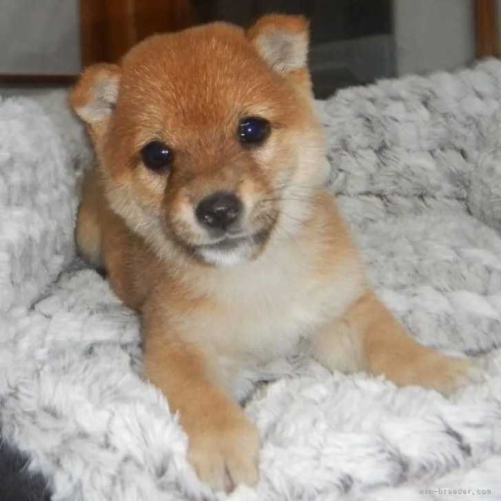 ID：2303-00888の子犬