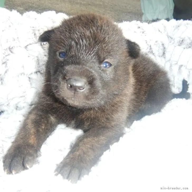 岳 様のお迎えした子犬