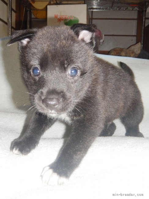 甲斐犬 鹿児島県 男の子 21年7月30日 中虎毛 優良血統の賢い仔犬です みんなのブリーダー 子犬id 2108 甲斐犬 鹿児島県 男の子 21年7月30日 中虎毛 優良血統の賢い仔犬です みんなのブリーダー 子犬id 2108
