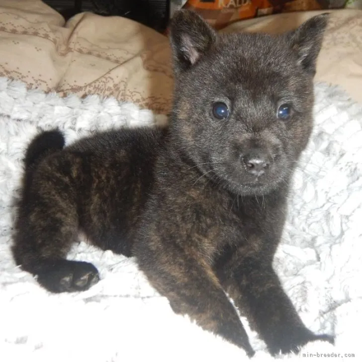 ID:2305-01797の子犬