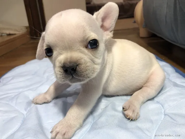 ID:2010-00024の子犬