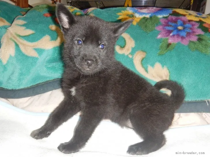 やっちゃん 様のお迎えした子犬