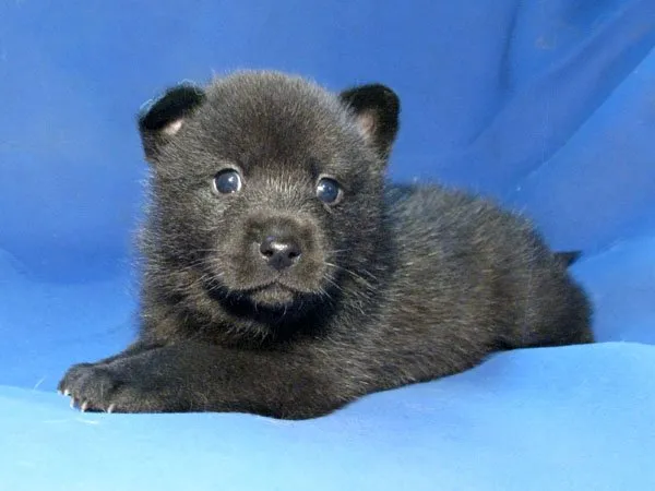 あいあい 様のお迎えした子犬