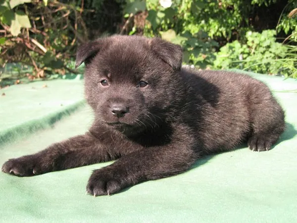 ダイ 様のお迎えした子犬